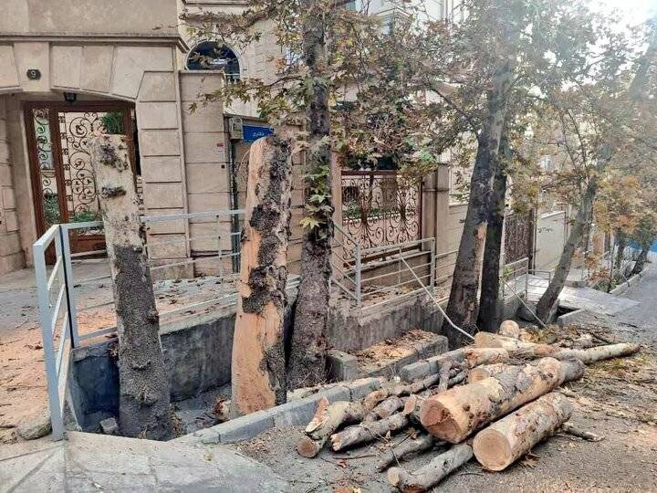 ماجرای کلیپ پخش شده درباره درختان باغ فردوس چه بود؟! /